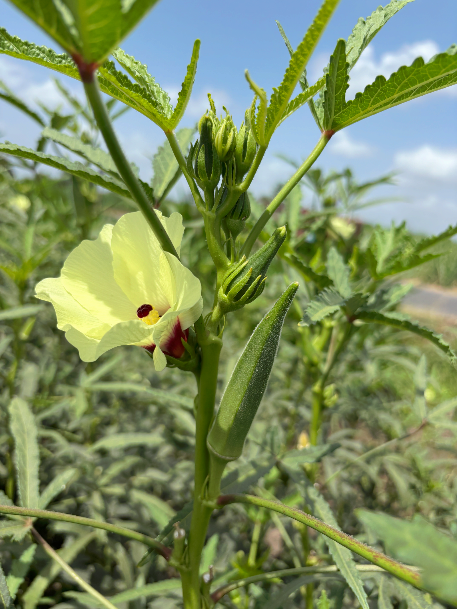 Customer harvest in the field