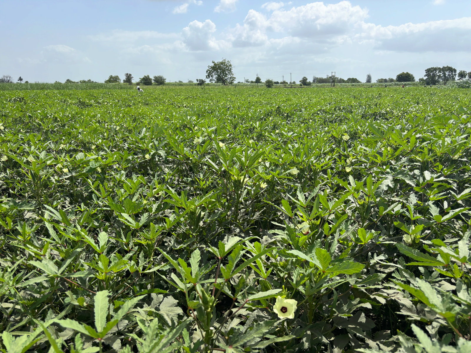 Trisha seeds growing in farmer fields