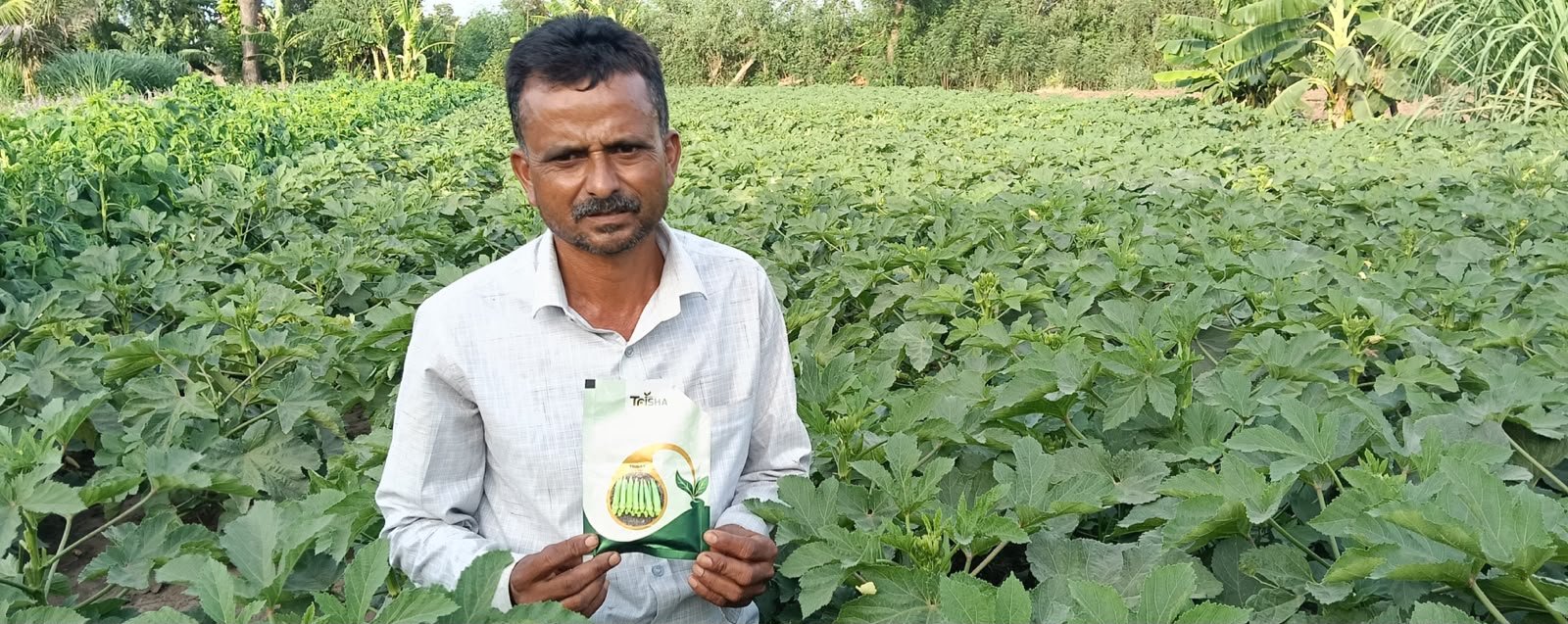 Farmer field results with Trisha seeds